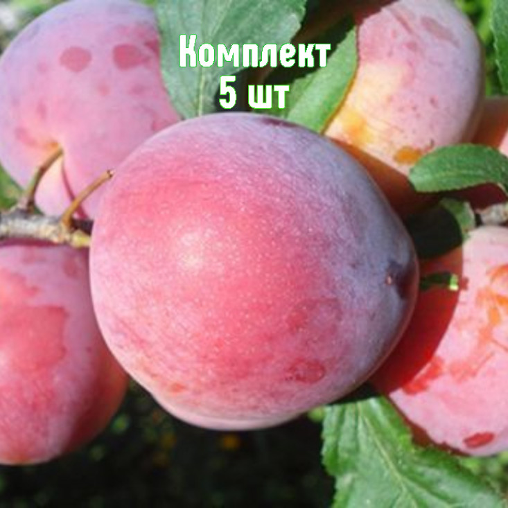 Комплект 5шт / Алыча Дынная (Средняя/Красная) Комплект 5шт / Алыча Дынная (Средняя/Красная)