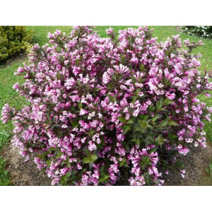 Саженцы Вейгела гибридная Нана Пурпуреа